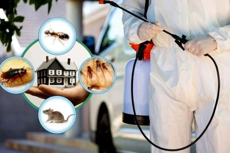 Pest Control Services